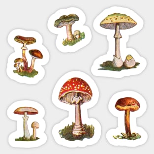 Rome Mushrooms Sticker